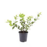 Lonicera fragrantissima