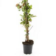Parthenocissus quinq.engelmannii