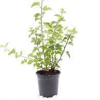 Physocarpus capitatus 'Tilden Park'