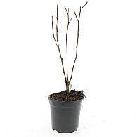 Physocarpus opulif. 'Diabolo'