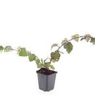 Rubus tricolor