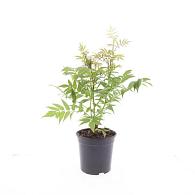 Sorbaria sorbif. 'Sem'
