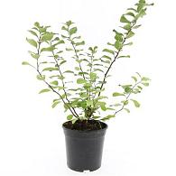 Spiraea betulifolia