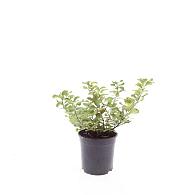 Spiraea betulifolia 'Tor Gold'
