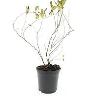 Spiraea chamaedryfolia
