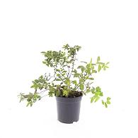 Spiraea jap. 'Odensala'