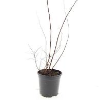 Spiraea jap. 'Odensala'