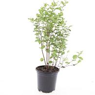Symphoricarpos d. 'Mother of Pearl'
