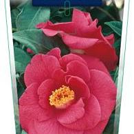 Camellia j. 'Adolphe Audusson'
