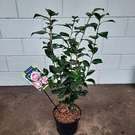 Camellia j. 'Bonomiana'
