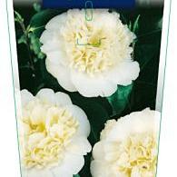 Camellia j. 'Brushfield's Yellow'