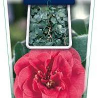 Camellia j. 'Curly Lady'