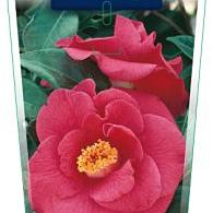Camellia j. 'Dr King'