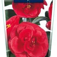 Camellia j. 'Lady Campbell'