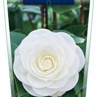 Camellia j. 'Powder Puff'