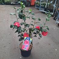 Camellia ret. 'Mary Williams'