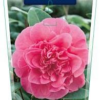 Camellia wil. 'Debbie'
