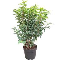 Prunus lusitanica 'Angustifolia'