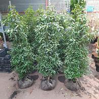 Prunus lusitanica 'Angustifolia'