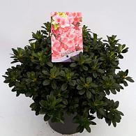 Rhododendron (AJ) 'Anne Frank'