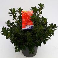 Rhododendron (AJ) Geisha Orange