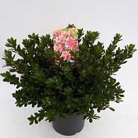 Rhododendron (AJ) Geisha Pink
