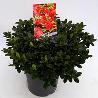 Rhododendron (AJ) Geisha Red