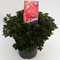 Rhododendron (AJ) 'Anouk'