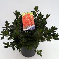 Rhododendron (AJ) 'Arabesk'