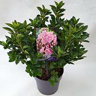 Rhododendron (AJ) 'Elsie Lee'