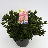 Rhododendron (AJ) Geisha Purple