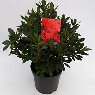 Rhododendron (AJ) 'Georg Arends'
