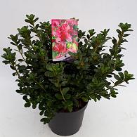 Rhododendron (AJ) 'Kermesinum'