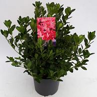 Rhododendron (AJ) 'Kirstin'