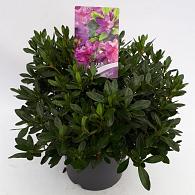 Rhododendron (AJ) 'Königstein'