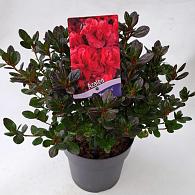 Rhododendron (AJ) 'Maraschino'