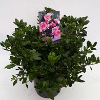 Rhododendron (AJ) 'Nancy of R.Hill'