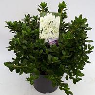 Rhododendron (AJ) 'Pleasant White'