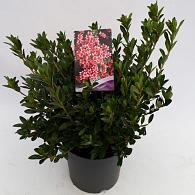 Rhododendron (AJ) 'Silvester'