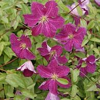 Clematis 'Abundance'