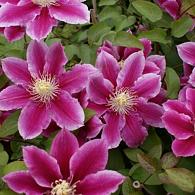 Clematis Angela