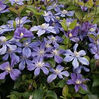 Clematis 'Arabella'