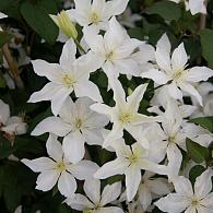 Clematis Baby Star