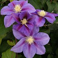 Clematis 'Barbara Jackman'