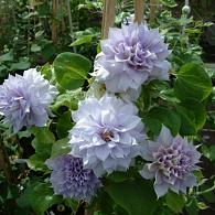 Clematis 'Belle of Woking'