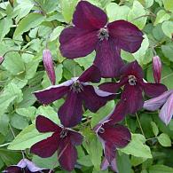 Clematis 'Black Prince'