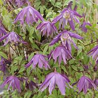 Clematis 'Blue Bird'