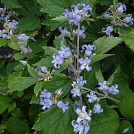 Clematis 'Blue Dwarf'