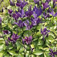 Clematis Blue Ocean