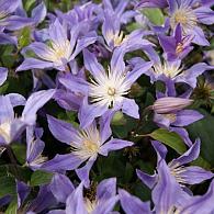 Clematis Blue River